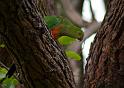 king parrot